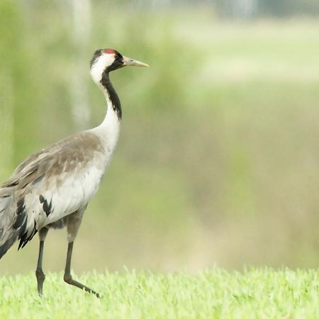 Pokoje Goscinne "Tak Lubisz" Gardna Wielka Exterior foto